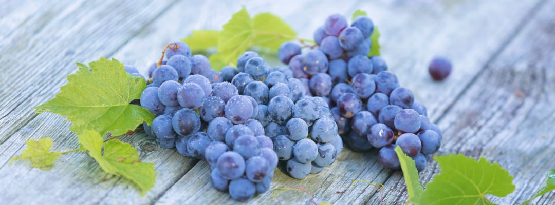 fruit-type-02-ZB20221229